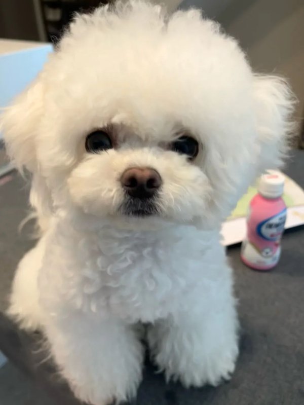 杠杆股票配资 3.5万宠物狗搭乘嘀嗒顺风车后疑被闷死，谁该为逝去的生命担责？