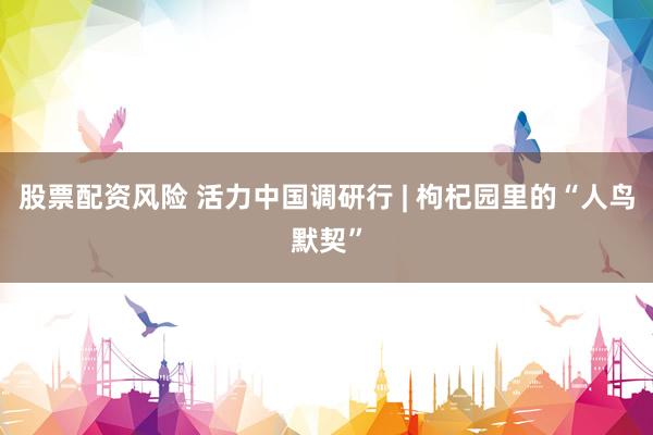 股票配资风险 活力中国调研行 | 枸杞园里的“人鸟默契”
